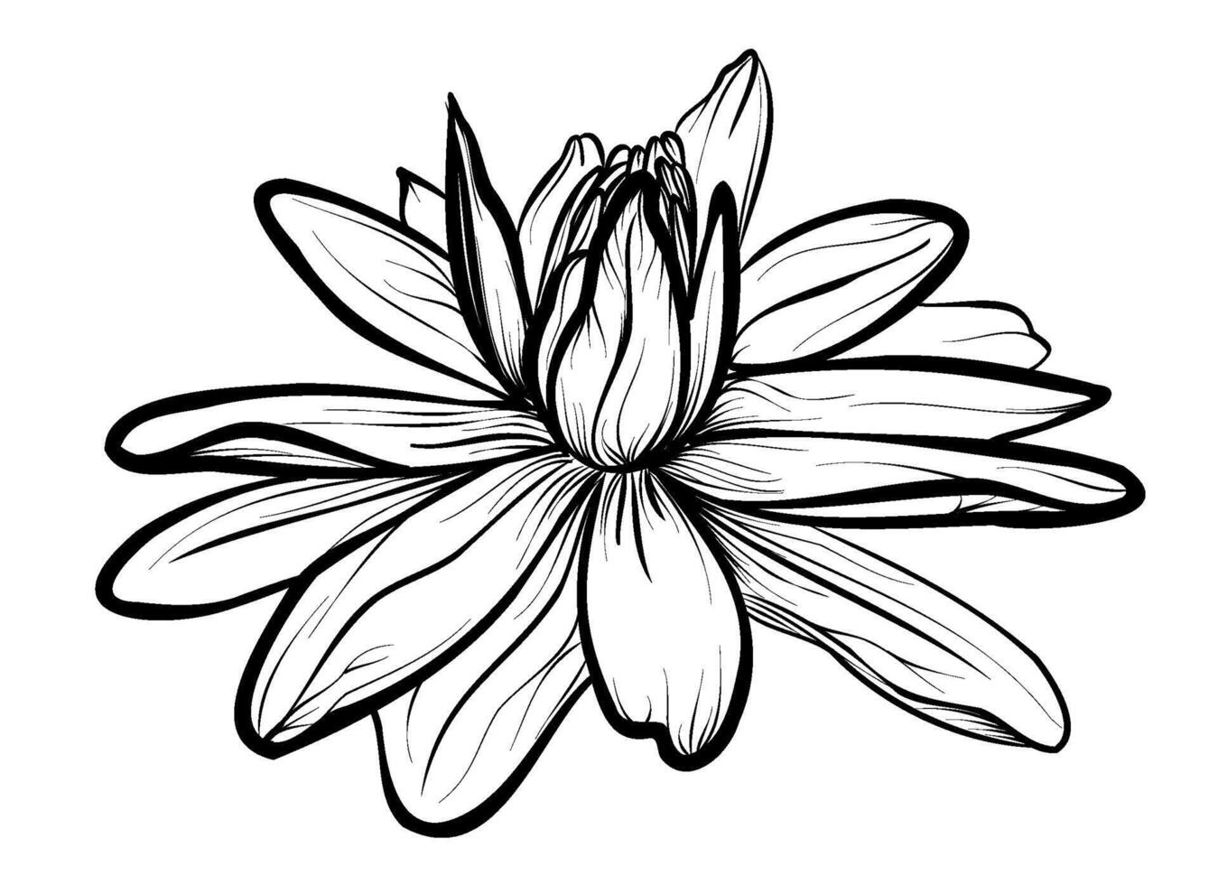 black and white drawing of a lotus flower vector