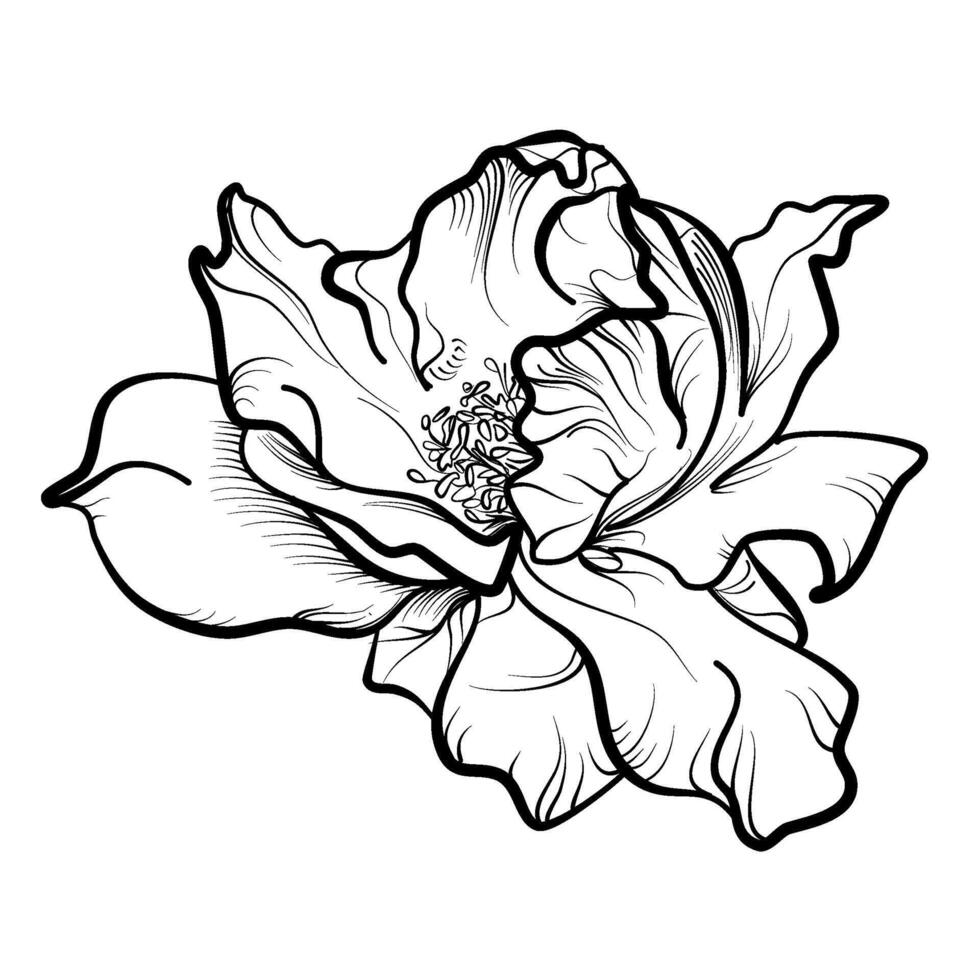 hand drawing of a blooming rose flower vector