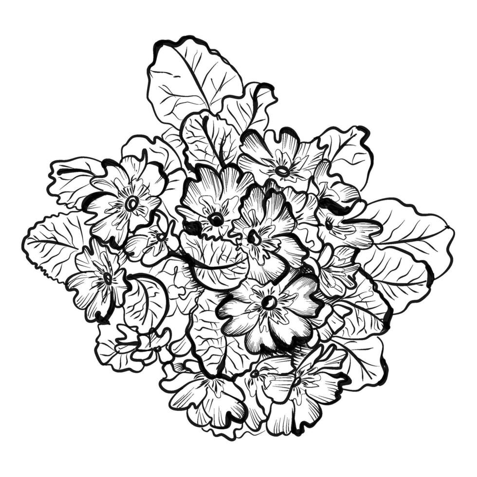 hand drawing of primrose flowers vector illustration