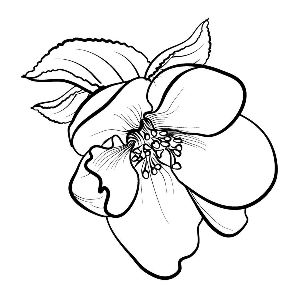 floreciente Cereza florecer árbol vector ilustración