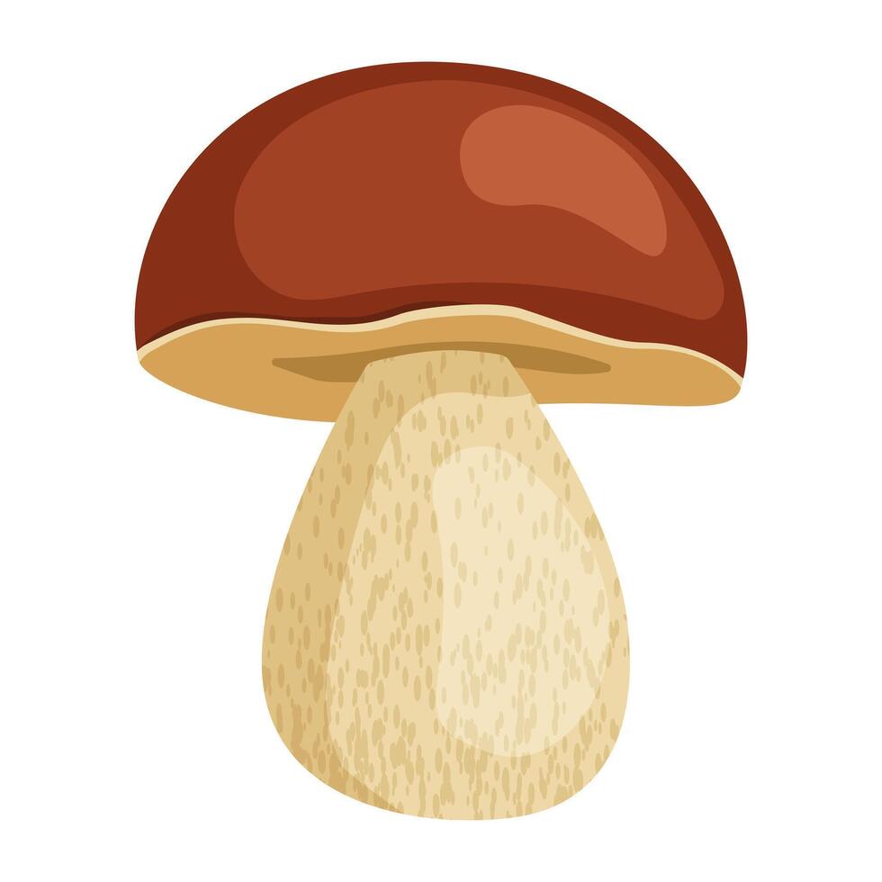 Boletus mushroom. Autumn and summer forest seasonal mushroom. Boletus on a white background vector