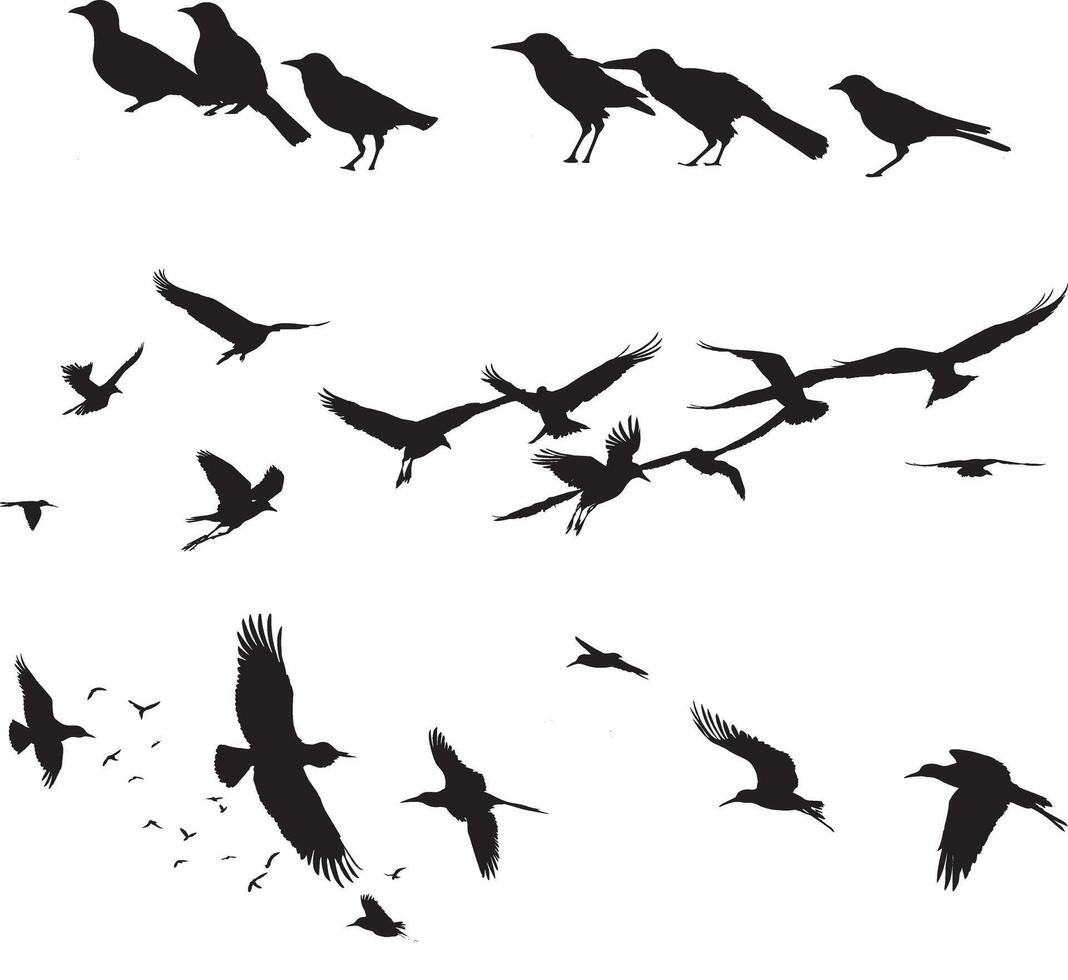 A flock of birds go up. Black silhouette on a white background. vector