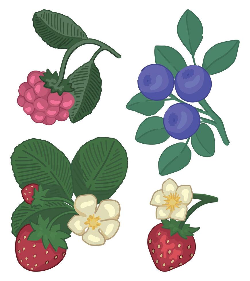 Spring berries clipart set. Doodles of strawberry, blueberry, raspberry. Cartoon vector illustration isolated on white.