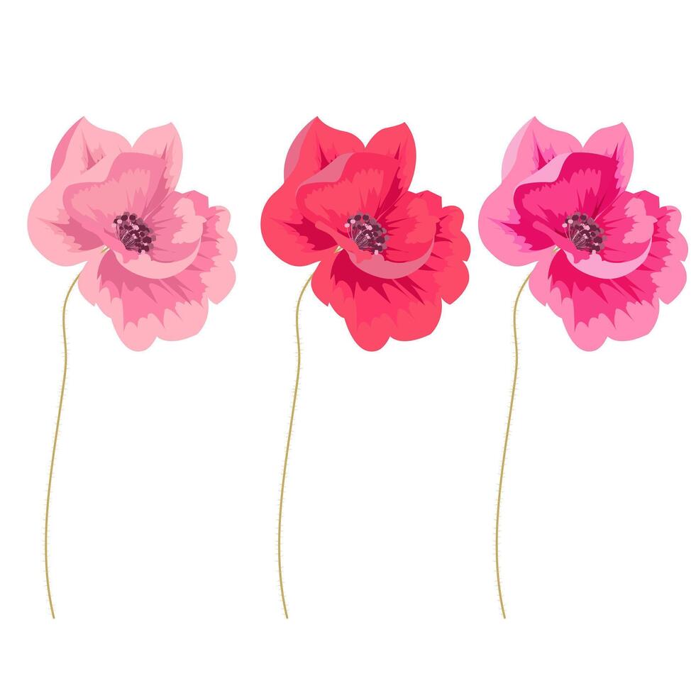 Poppy flowers, different colors, on a white background. Vector image