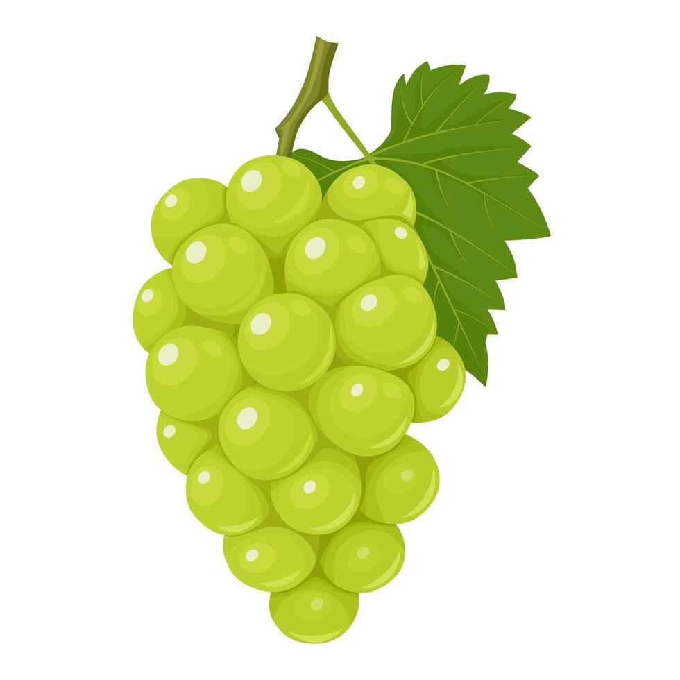 Vector illustration, muscat grapes, isolated white background.