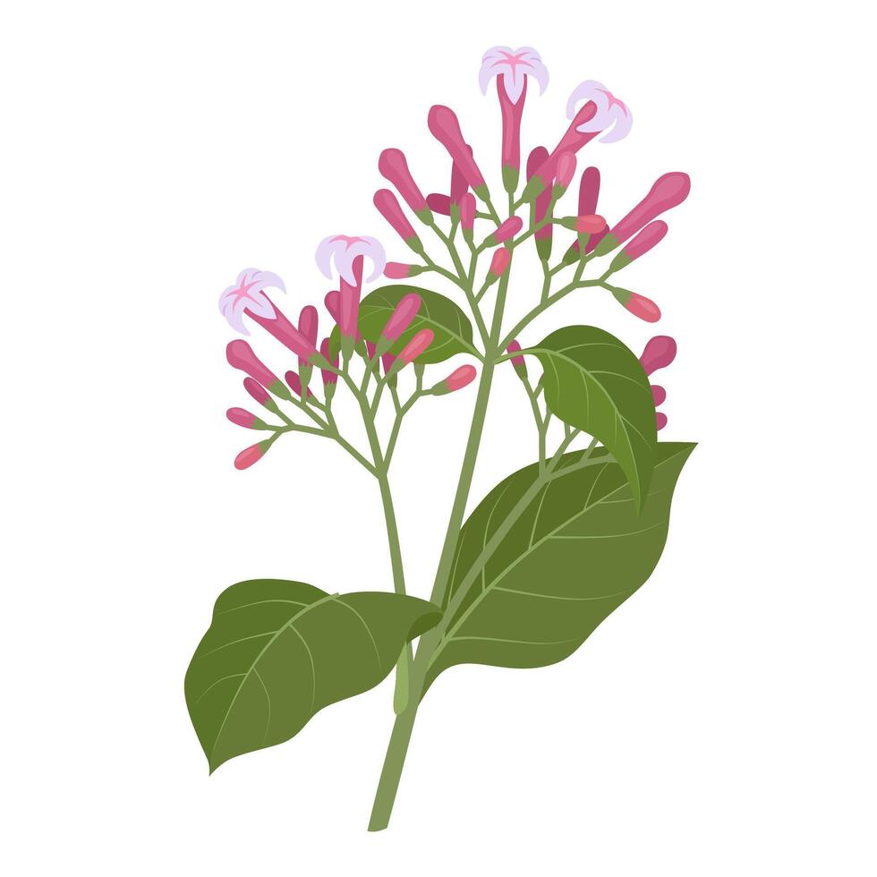 vector ilustración, rama de cinchona o quinina, con flores y hojas, aislado en blanco antecedentes.