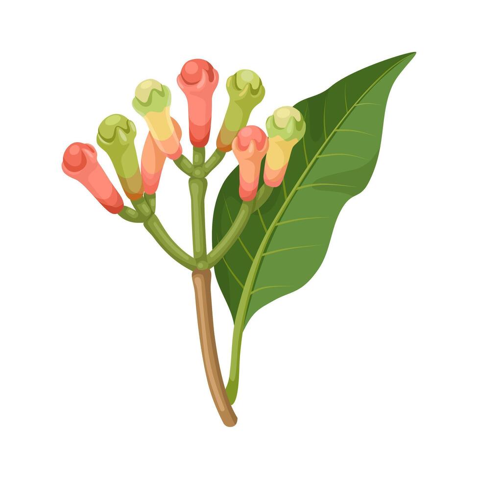 Vector illustration, Clove flower buds, with green leaves, isolated on white background.