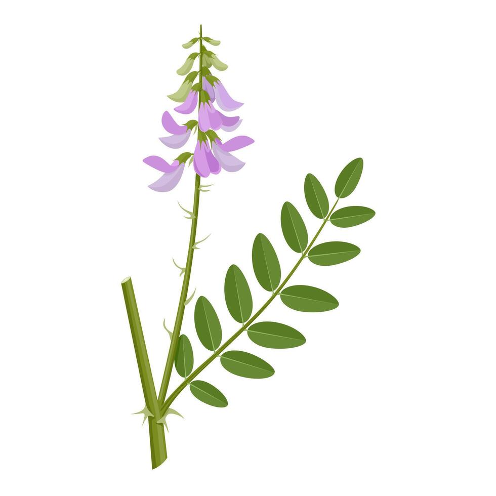 Vector illustration, Galega officinalis, commonly known as Galega or Goat's Rue, isolated on white background.