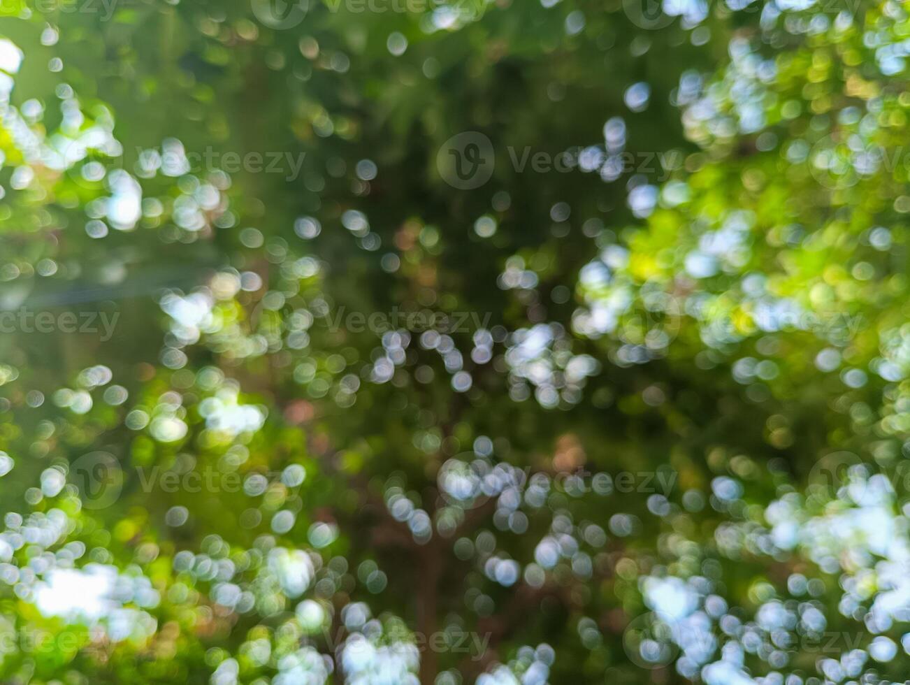 Leaves and trees with out of focus shots photo