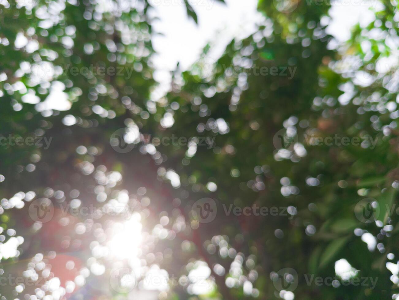 Leaves and trees with out of focus shots photo