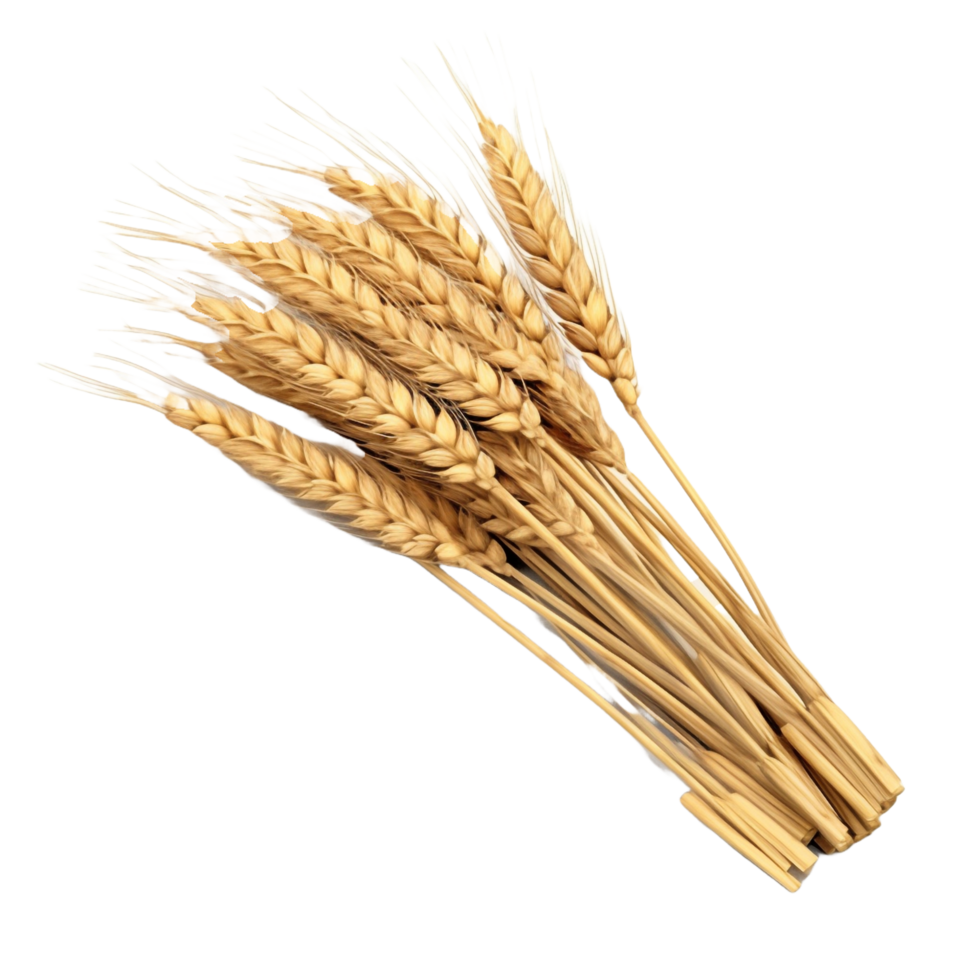 AI generated a bunch of wheat on a transparent  background png