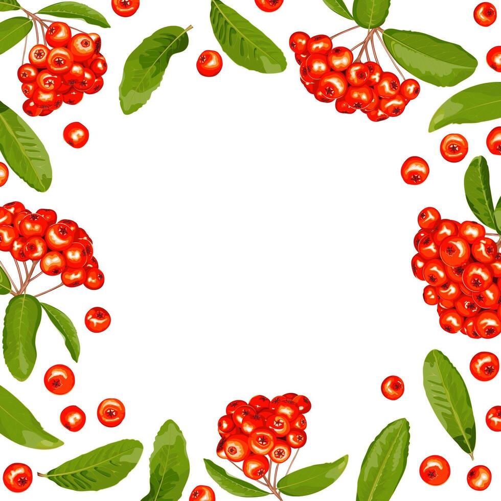 Frame, cover of pyracantha fruits and leaves on a white background vector