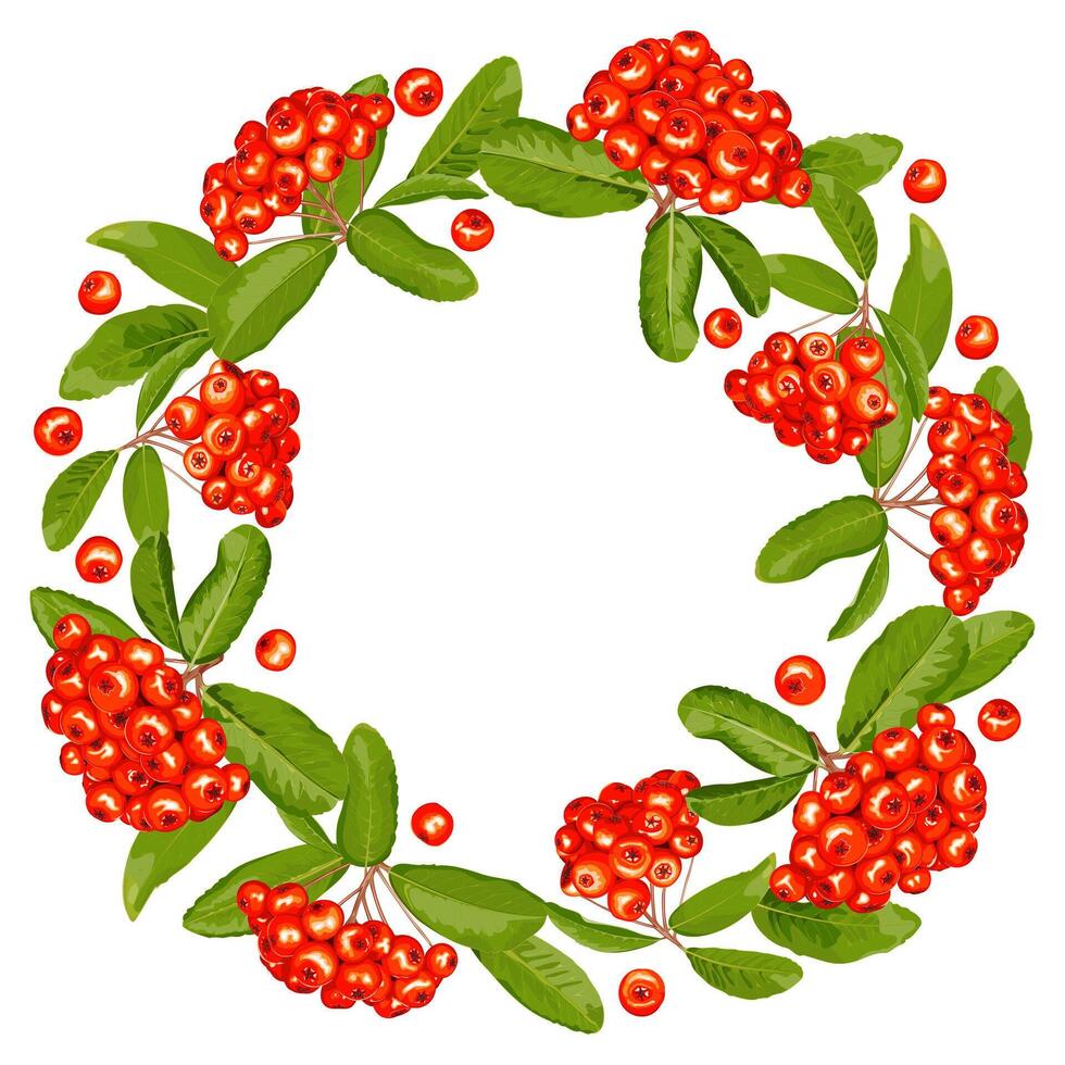 Wreath, frame of pyracantha fruits and leaves on a white background vector