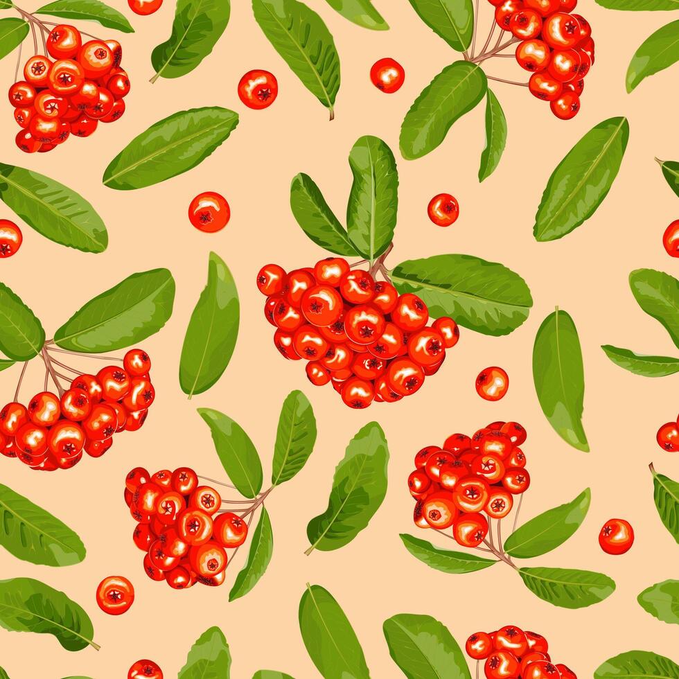 Seamless pattern of pyracantha fruits and leaves on a beige background vector