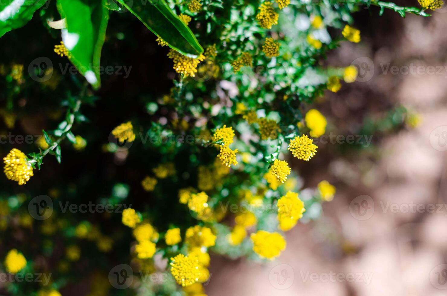 yellow flowers in the garden photo