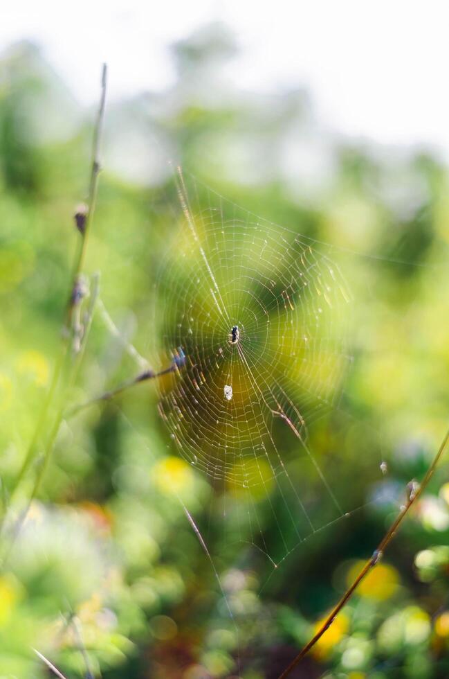A spider in its spider's web photo