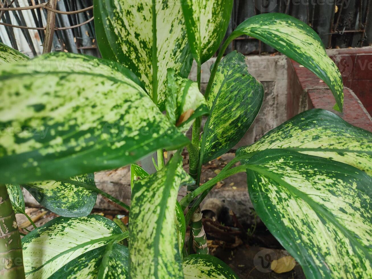 Dieffenbachia Seguine, tropical plants with beautiful texture green leaves. photo