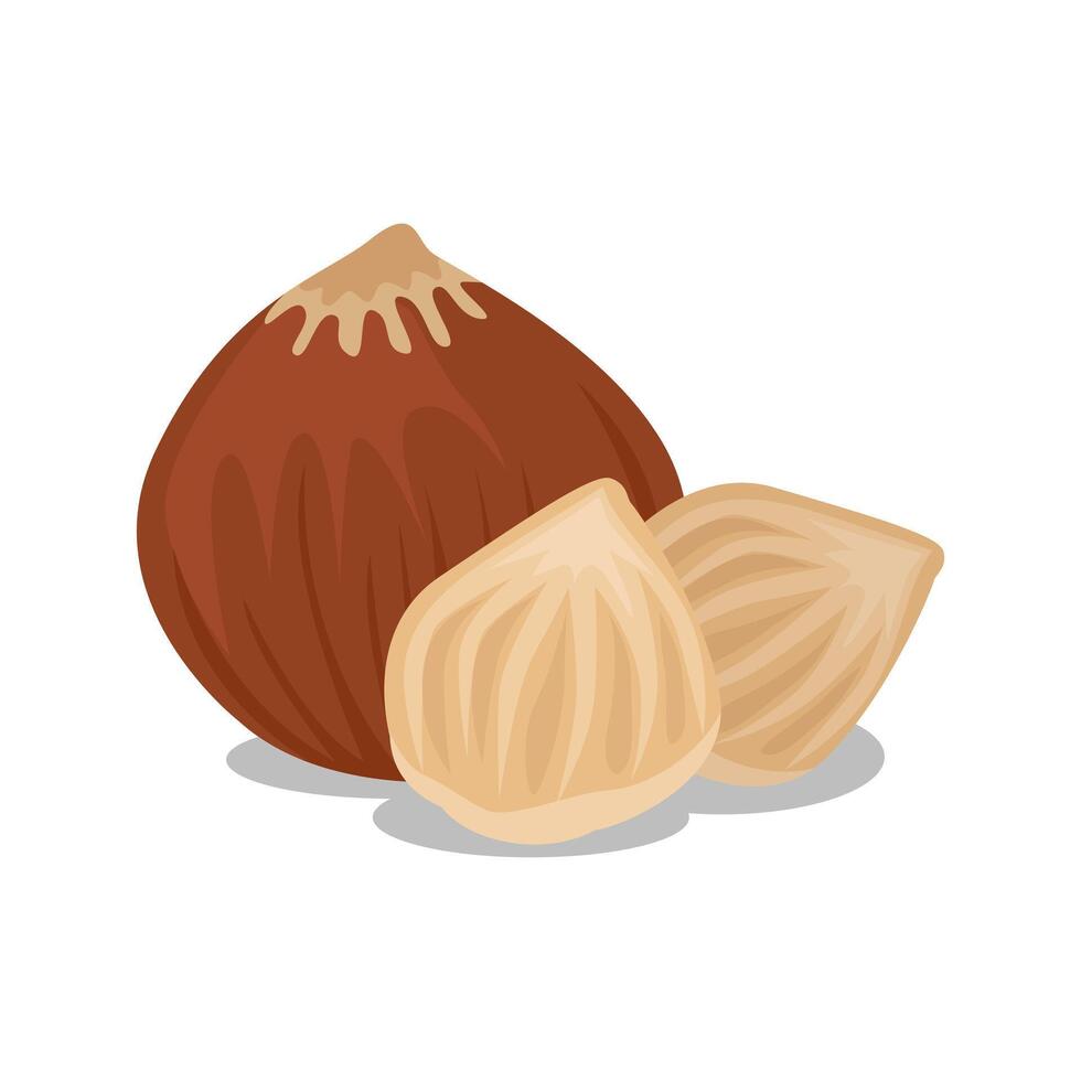 Hazelnut dry fruits nuts delicious illustration clipart symbol design vector