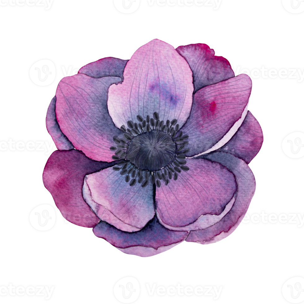 anemone flowers in Bright purple colors. Hand drawn Watercolor floral illustration. Botanical art for wedding anniversary, birthday, invitations. png