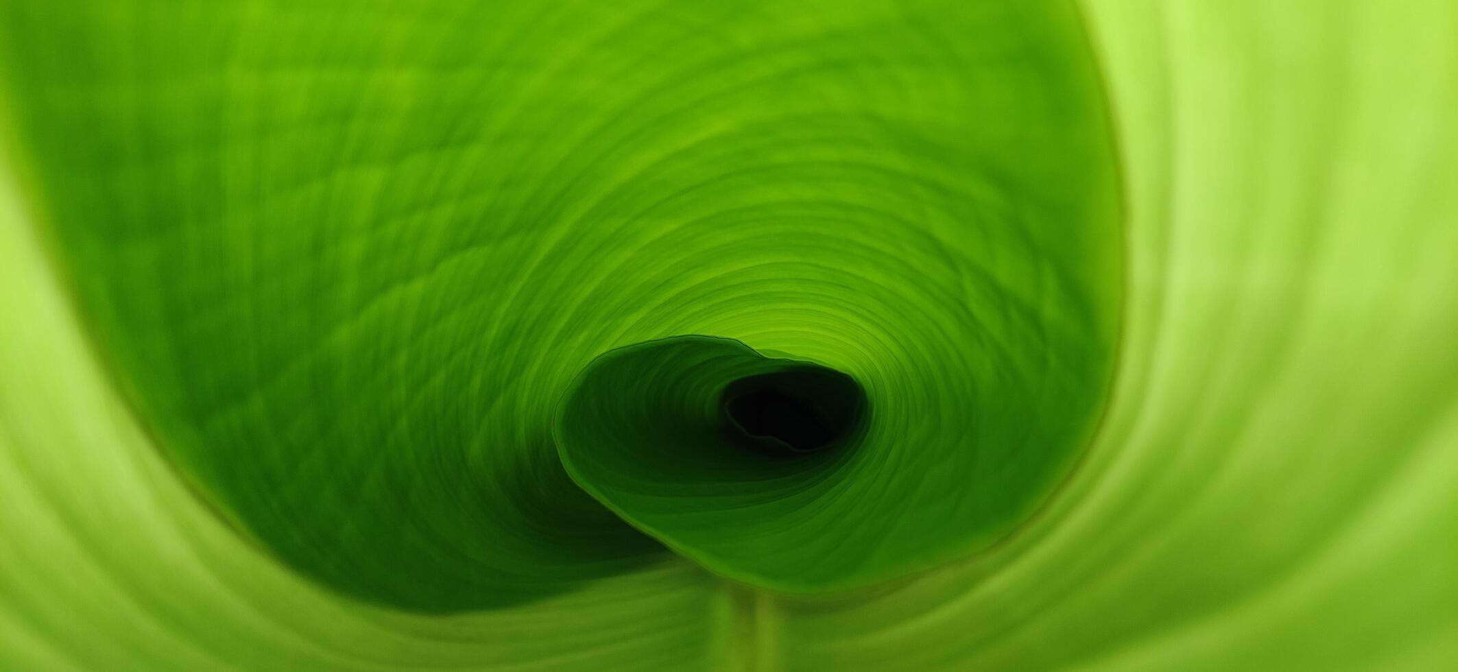 Inside view of the green leaf located in garden photo