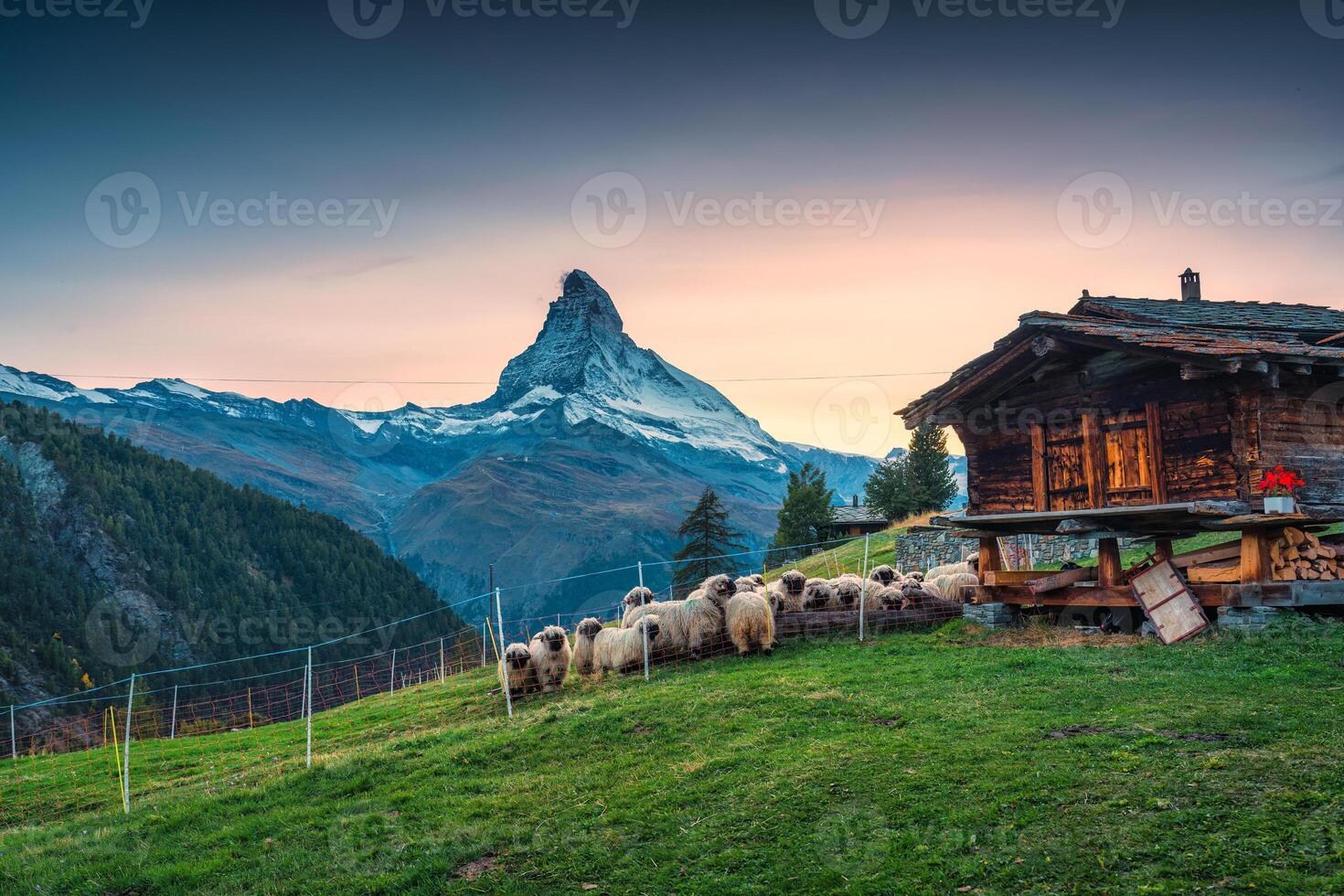 Sunset over Matterhorn iconic mountain with Valais blacknose sheep and wooden hut at Zermatt, Switzerland photo