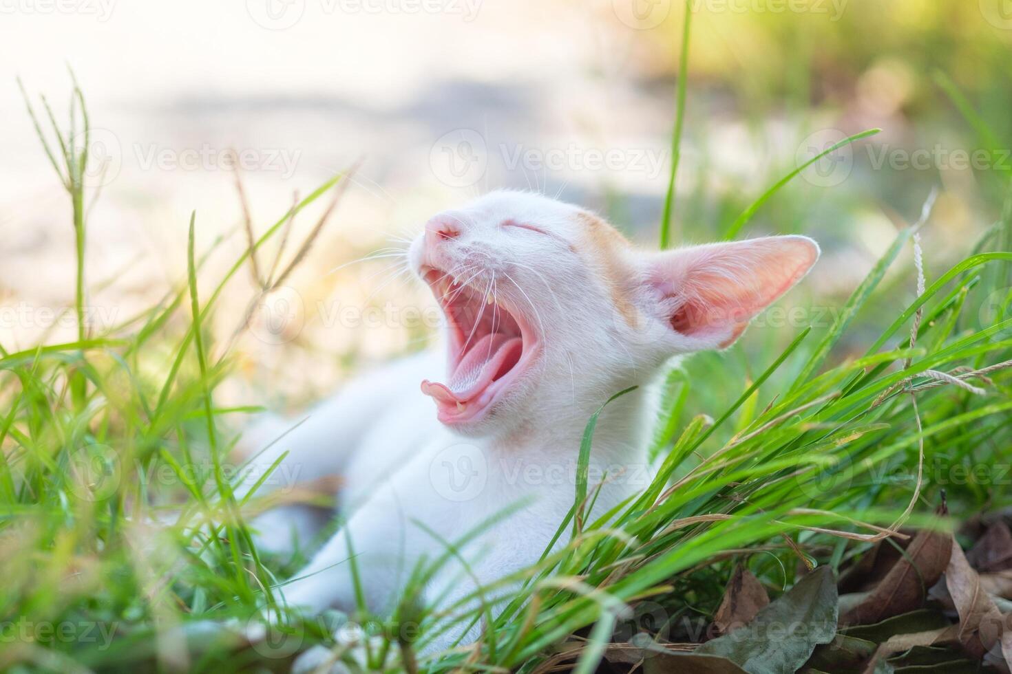 Close-up golden white kitten yawning on lawn photo