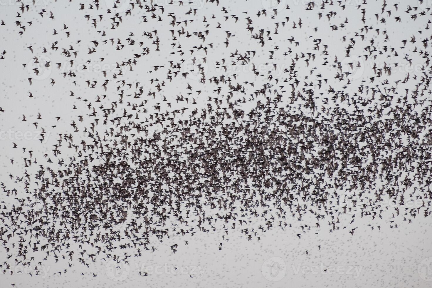 Flock of bat flying on sky to feed photo