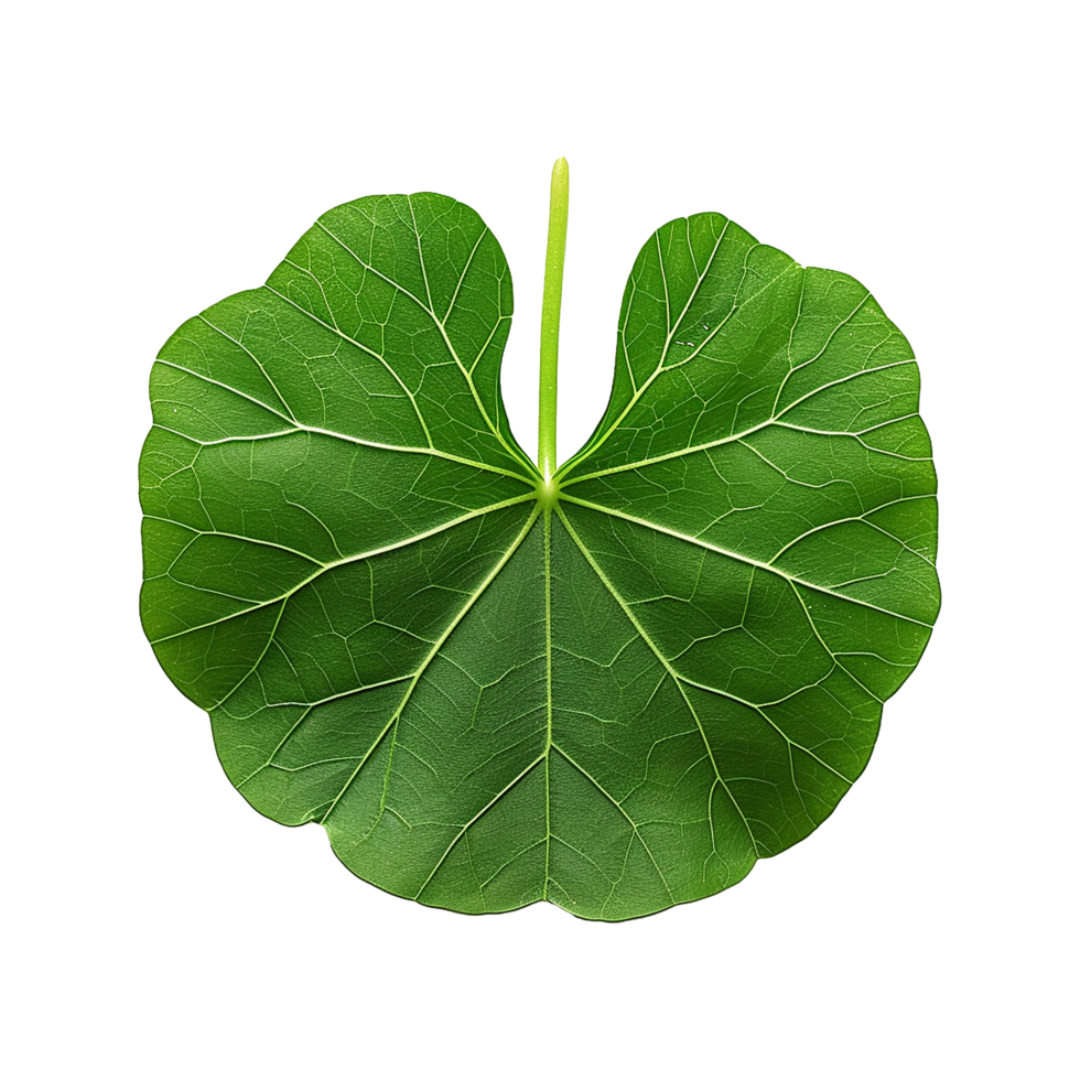 AI generated Nasturtium leaf isolated on transparent background png