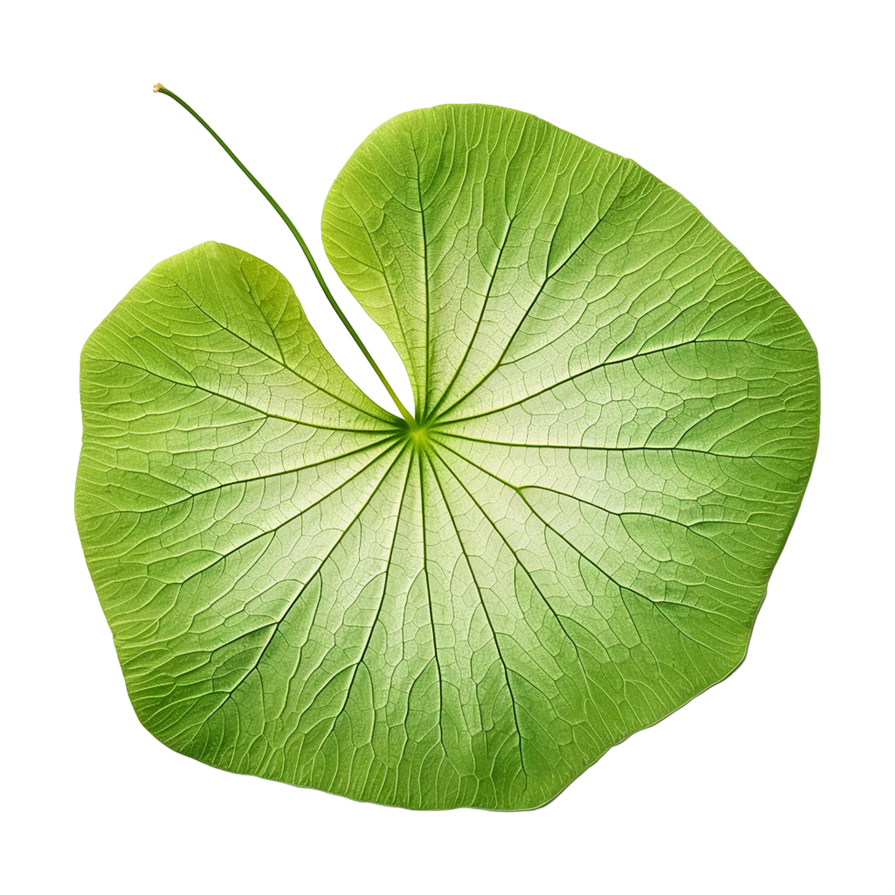 AI generated Nasturtium leaf isolated on transparent background png