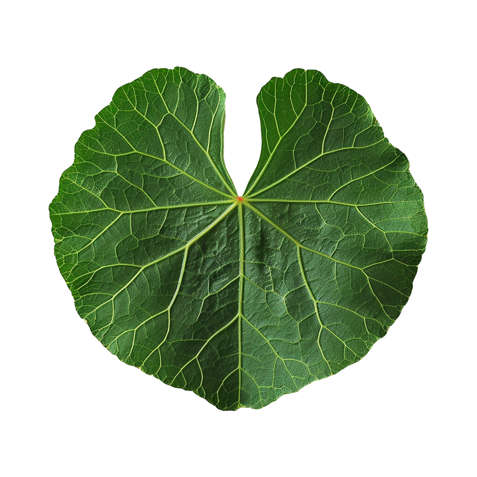 AI generated Nasturtium leaf isolated on transparent background png