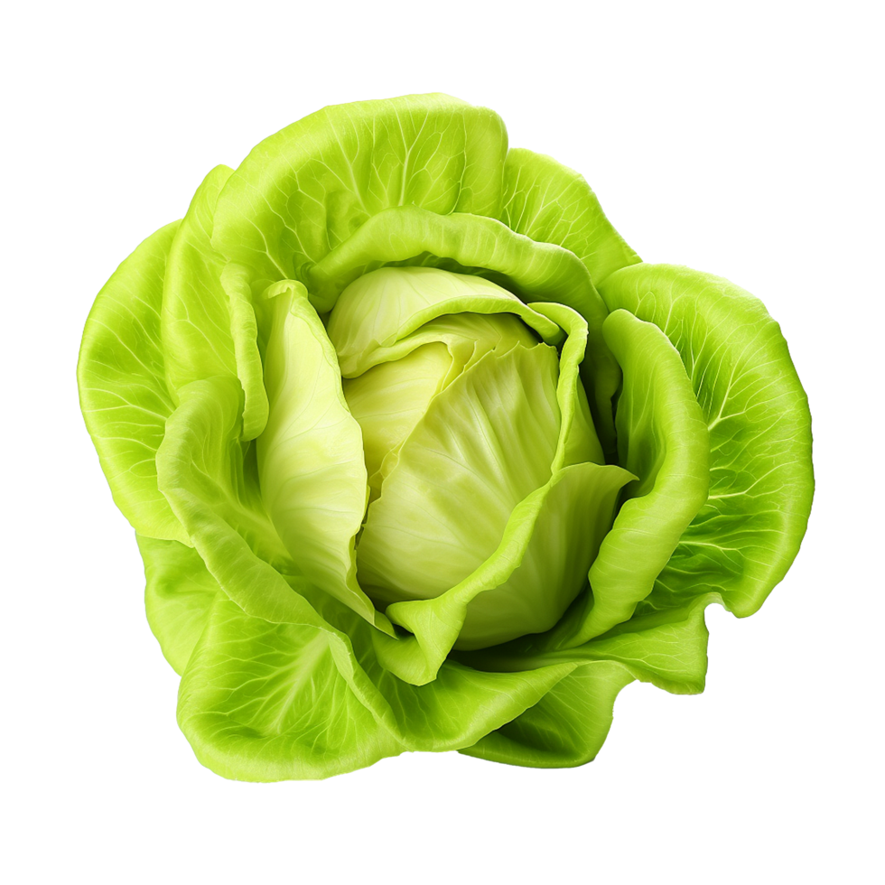 AI generated Head of butterhead lettuce png isolated on transparent