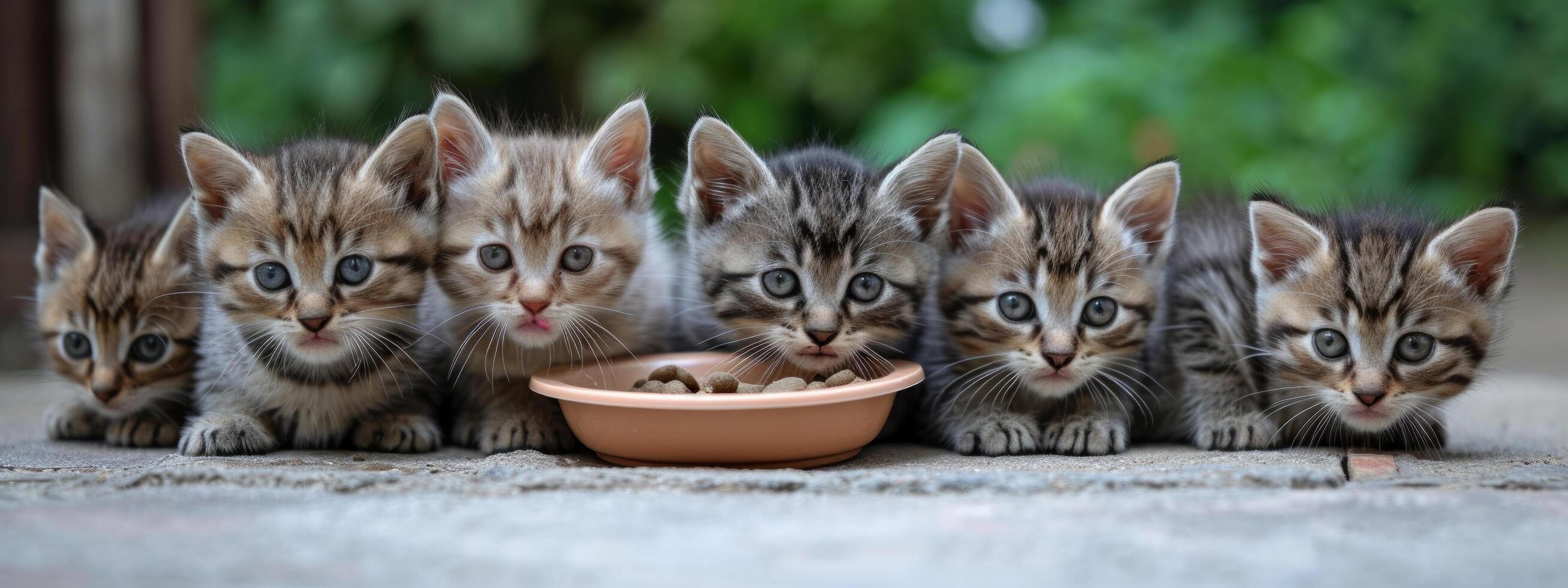 AI generated six small kittens eat food out of a bowl photo