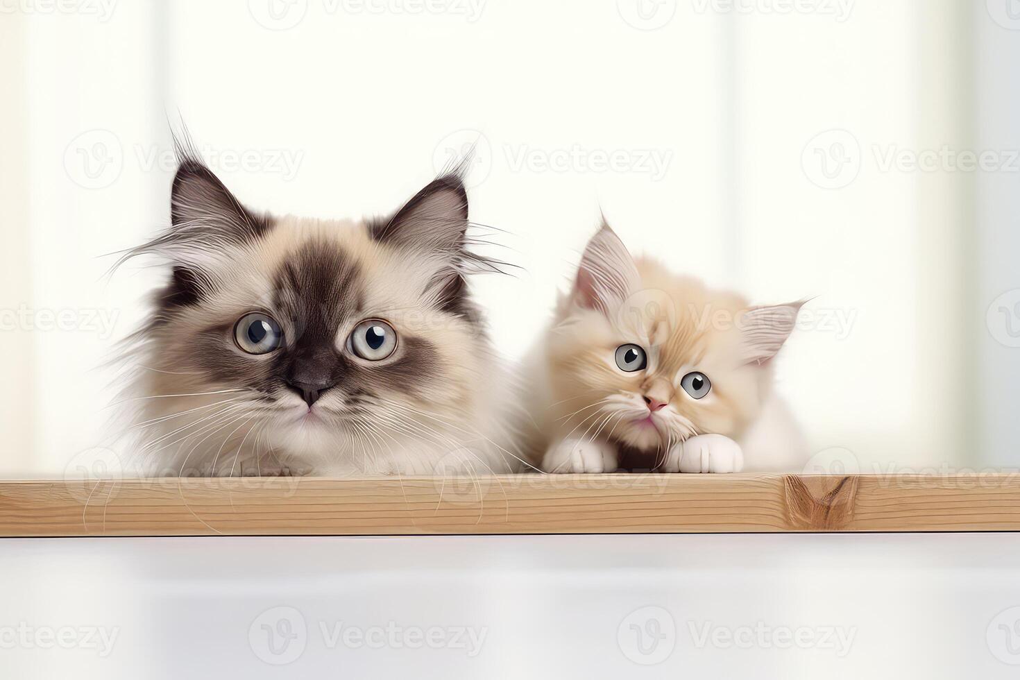 AI generated Two maine coon kittens sitting on a wooden shelf in the room photo