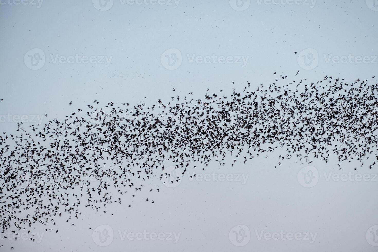 Flock of bat flying on sky photo