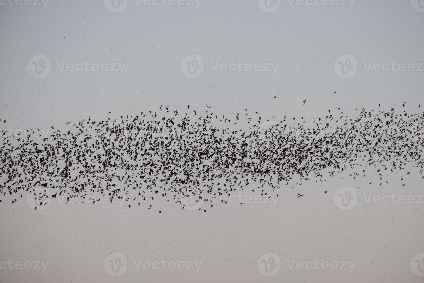 Flock of bat flying on sky to feed photo