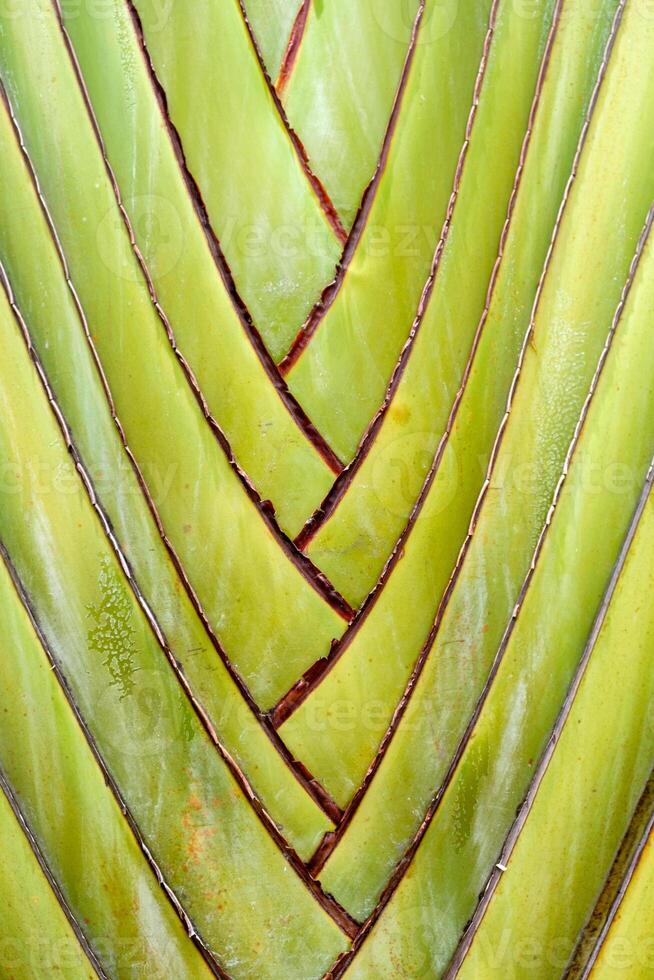 Ravenala madagascariensis, traveller's palm, traveller's tree beautiful natural shape texture photo