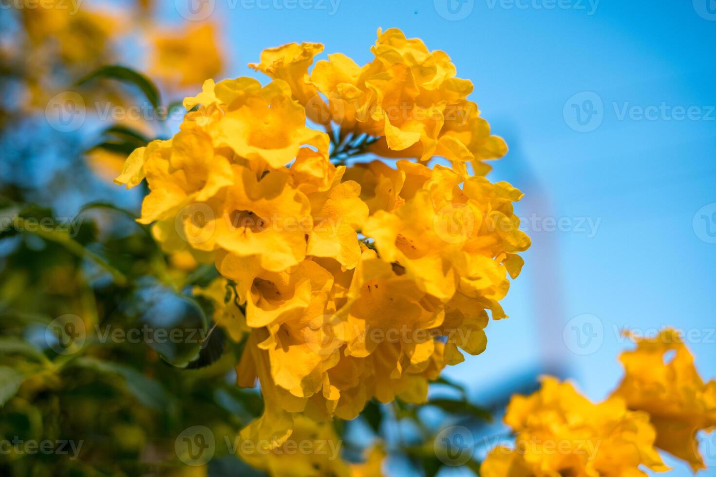 Yellow bell, Yellow elder, Trumpet Bush tree bouquet leaf photo