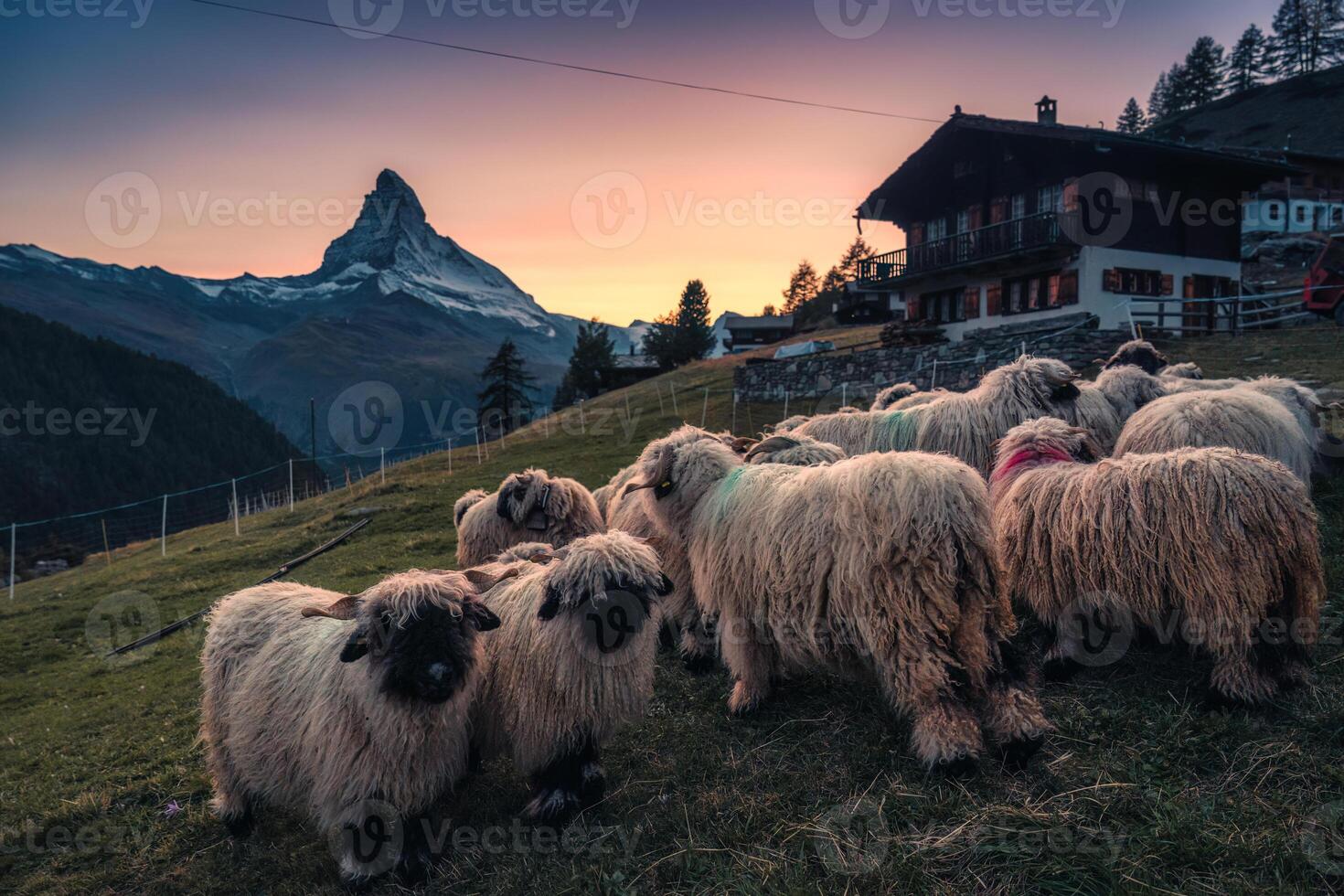 Valais blacknose sheep in stall and cottage on hill with Matterhorn mountain in the sunset at Zermatt, Switzerland photo