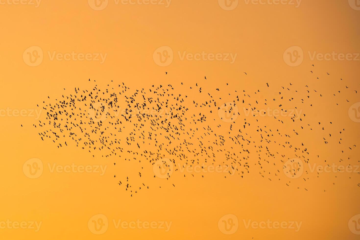 Flock of bird flying in the orange sky photo