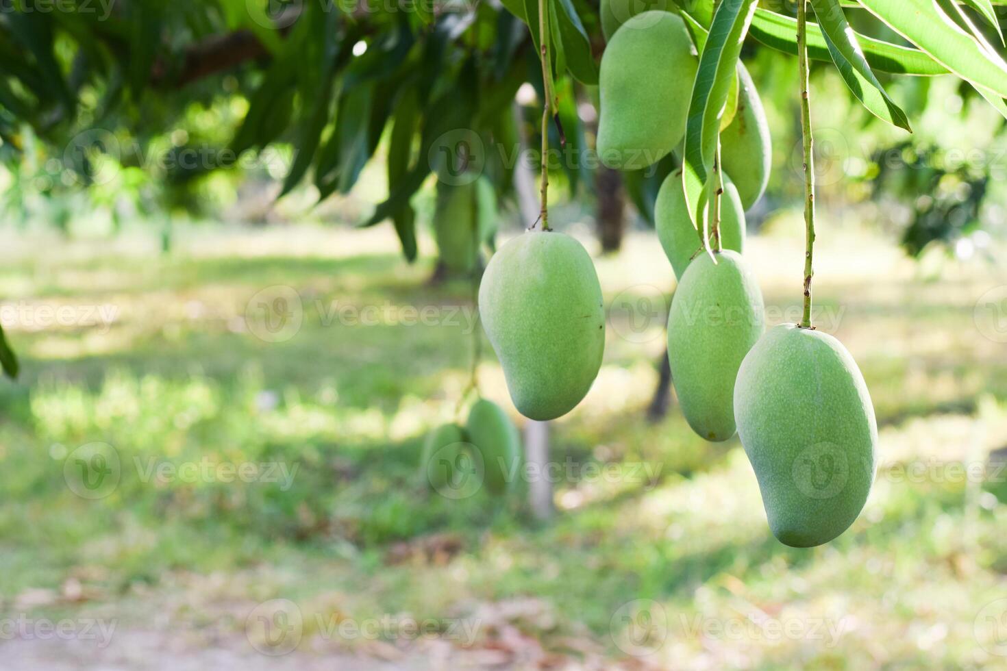 mango Fruta en árbol en huerta foto