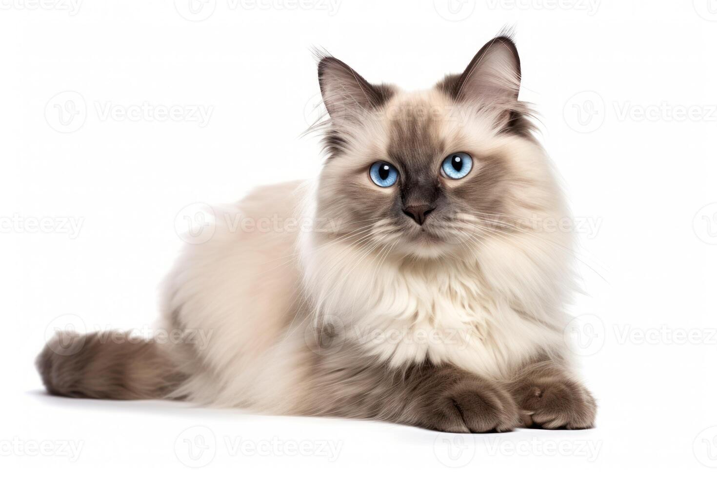 AI generated Neva masquerade cat on white background sitting and looking photo