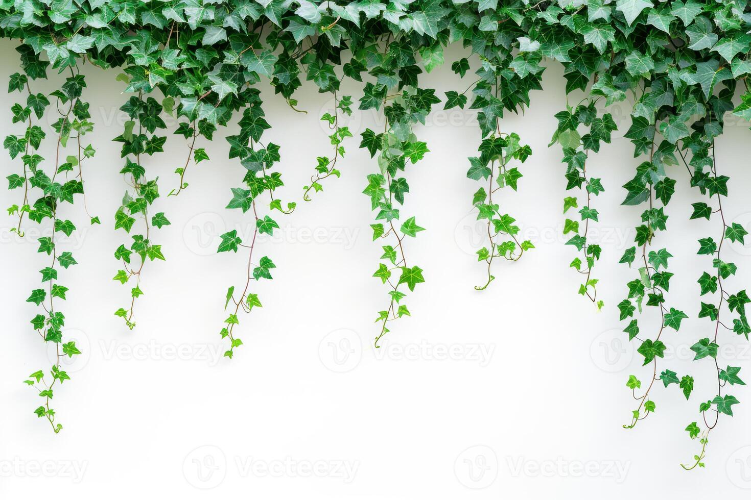 AI generated green ivy vines hanging from a white wall photo