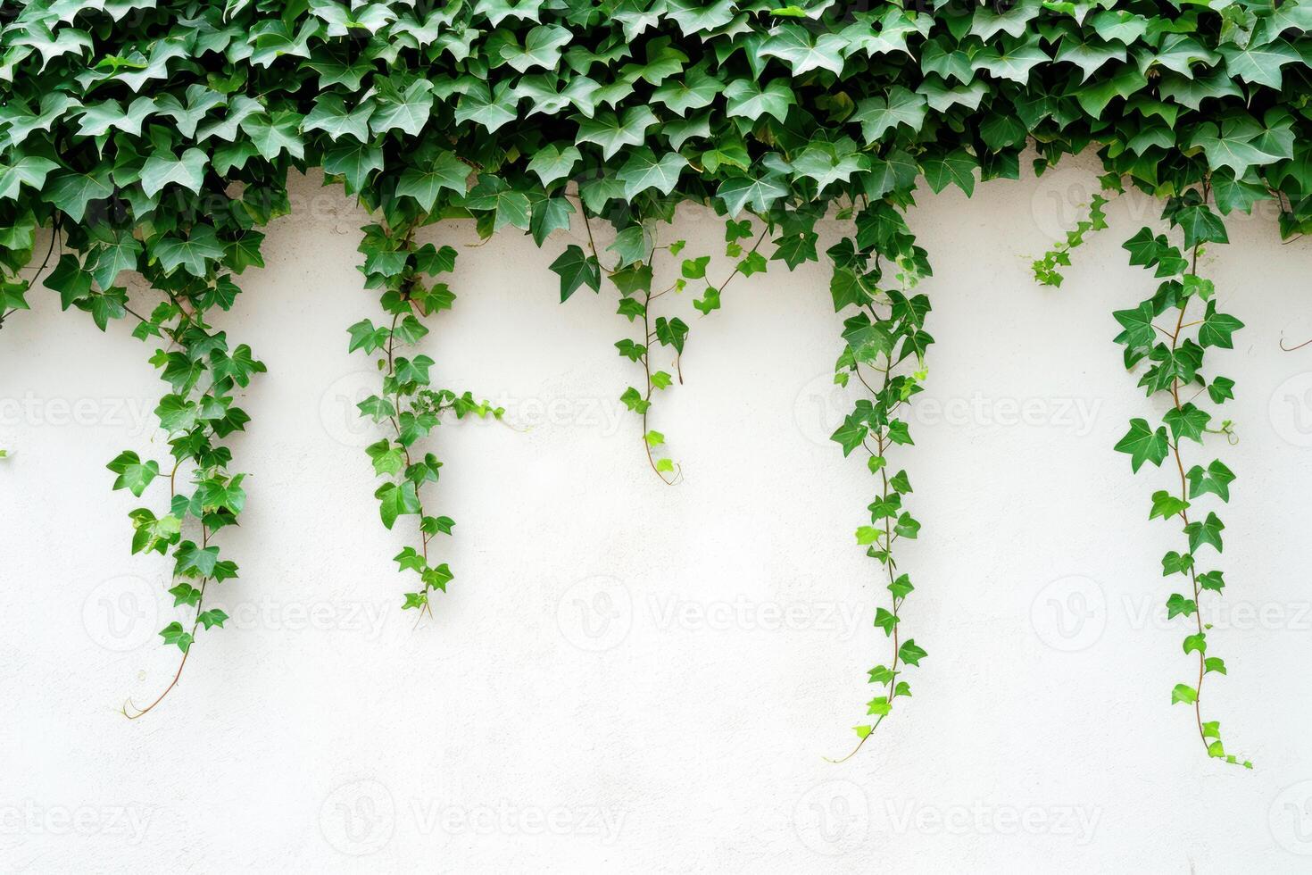 AI generated green ivy vines hanging from a white wall photo