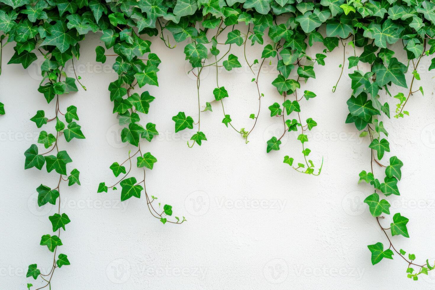 AI generated green ivy vines hanging from a white wall photo