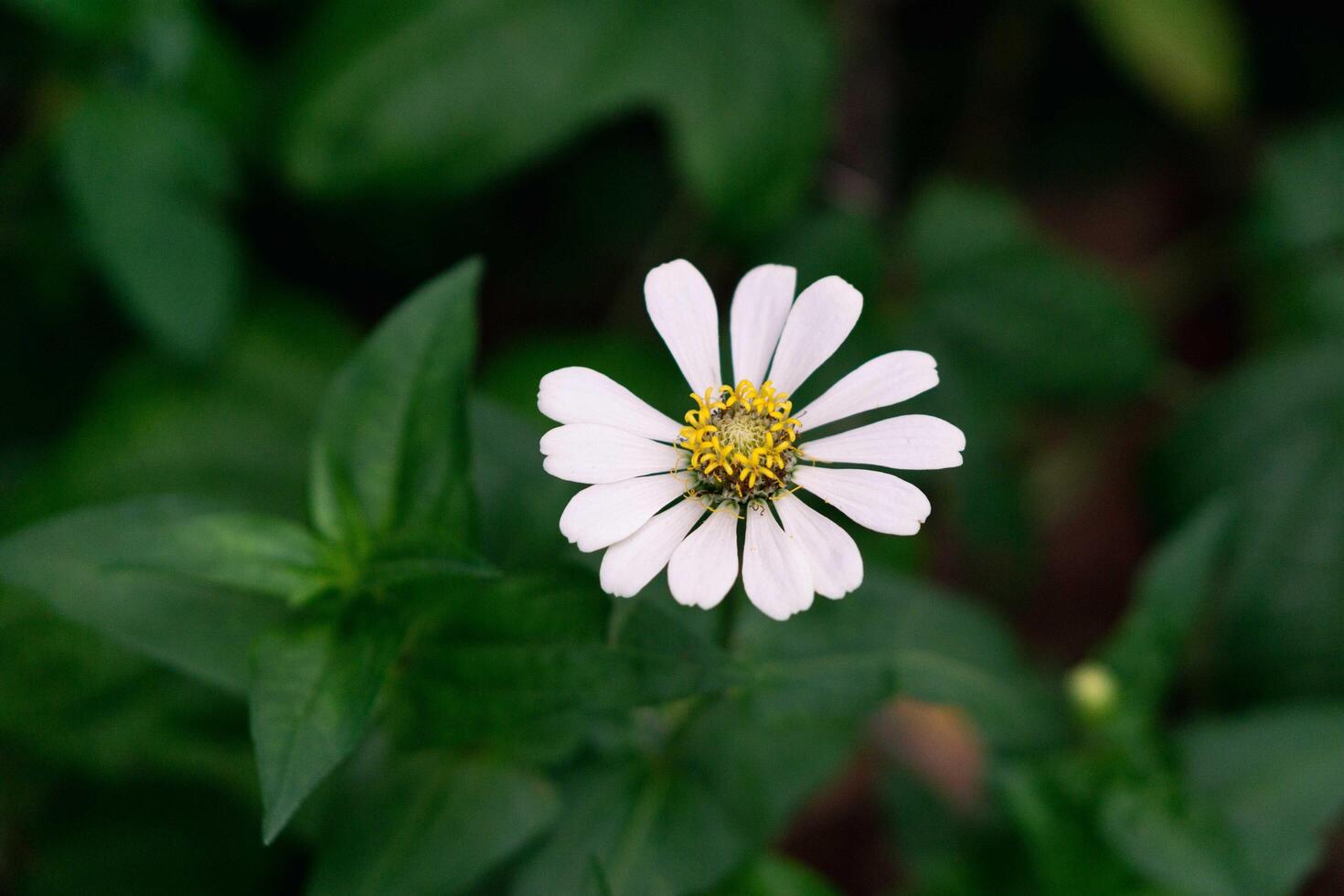 Close up of white zinnia flower, Zinnia flower in the garden. Close up of a white zinnias flower against green foliage background photo