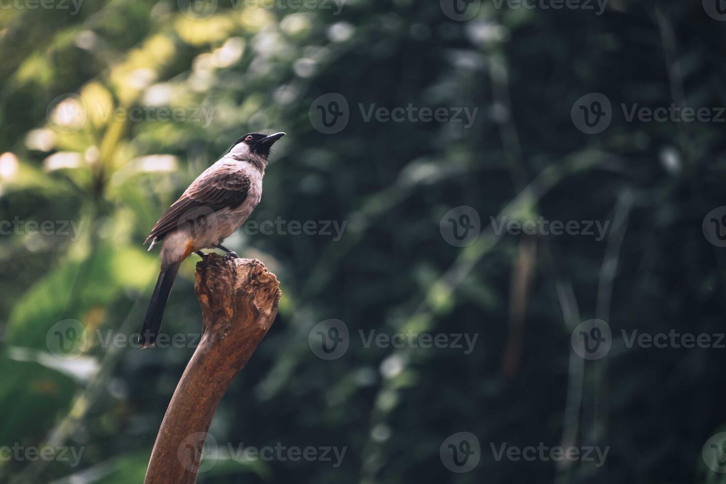 The sooty headed bulbul bird, Pycnonotus aurigaster is perching on the tree. Indonesia locally name is Kutilang bird photo