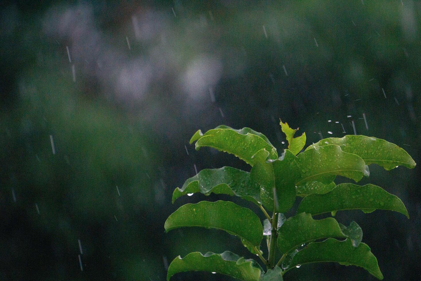 nature fresh green leaf branch under havy rain in rainy season. Summer rain in lush green forest, with heavy rainfall background. Raining shower drop on leaf tree photo