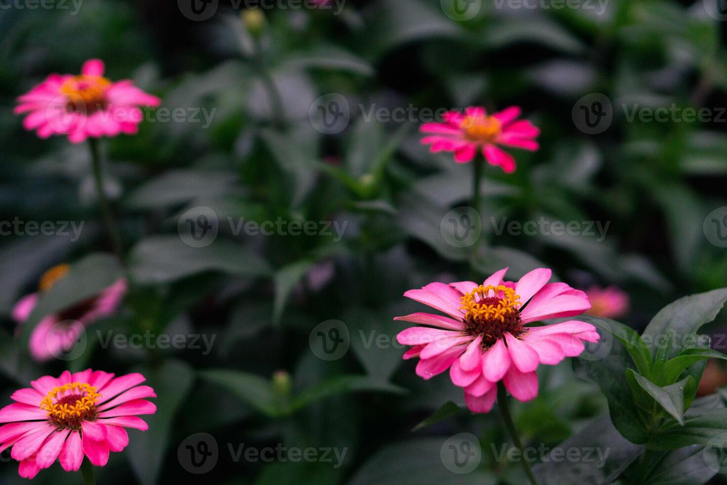 Close up of pink zinnia flower, Zinnia flower in the garden. Close up of a pink zinnias flower against green foliage background photo