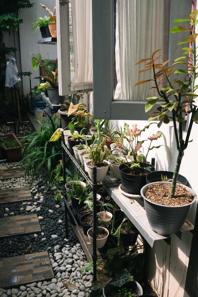 Various potted plants arranged in greenhouse. Plant lovers concept. Green house plants modern interior decoration. Pathway of a garden center and plants photo