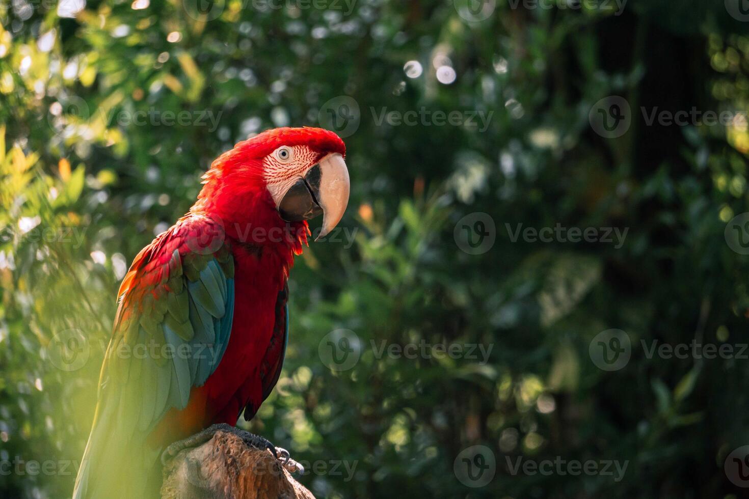 retrato de un rojo guacamayo loro encaramado en un rama con borroso antecedentes foto